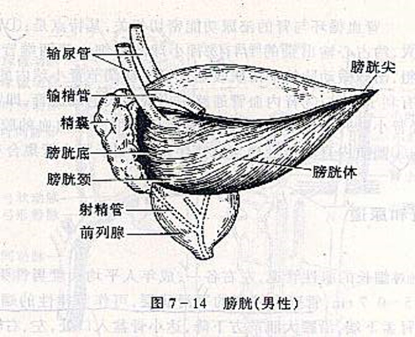微创泌尿解剖泌尿系统