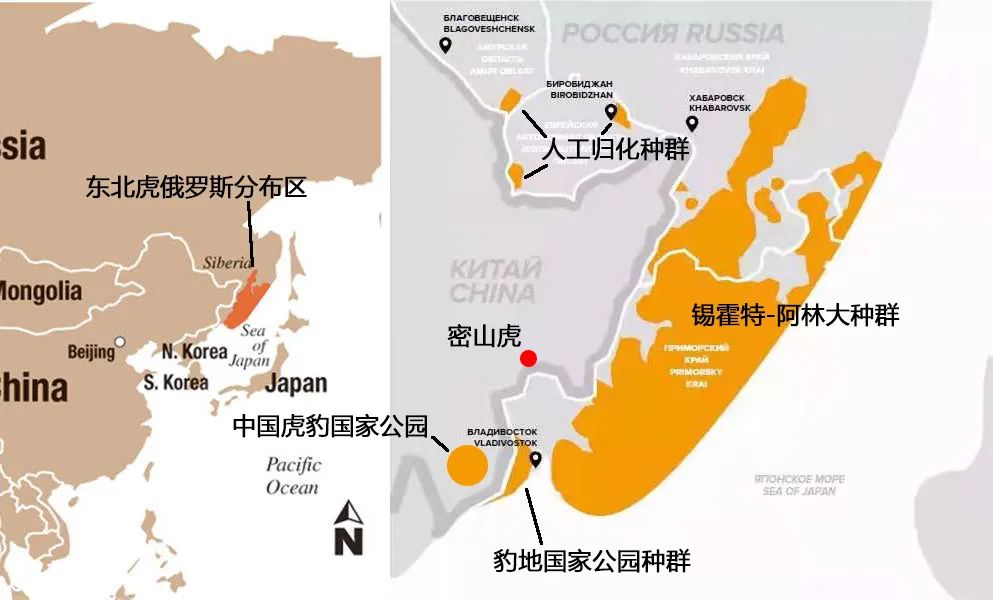 正文   中国是东北虎历史上的主要栖息地,其历史分布从俄罗斯远东地区