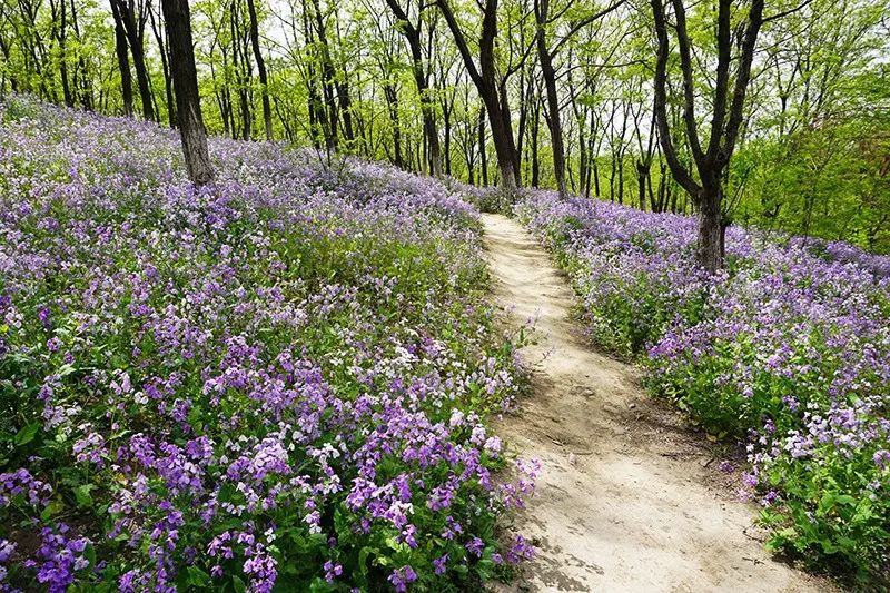 奥林匹克森林公园仰山北坡,怒放的二月兰花海摄影:纭七柒点地梅不起眼