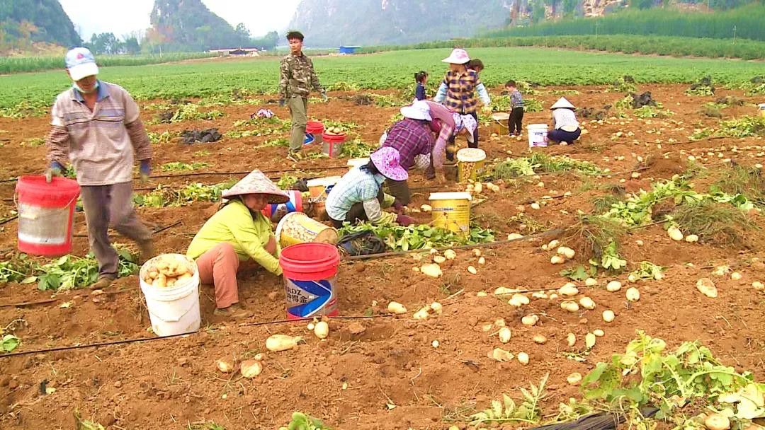 武鸣gdp_南宁市各区县GDP出炉!武鸣排在…