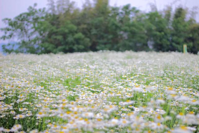 小雏菊花开正好 有萌宠可逗龙泉驿·蔚然花海图片说明:本节图片源自