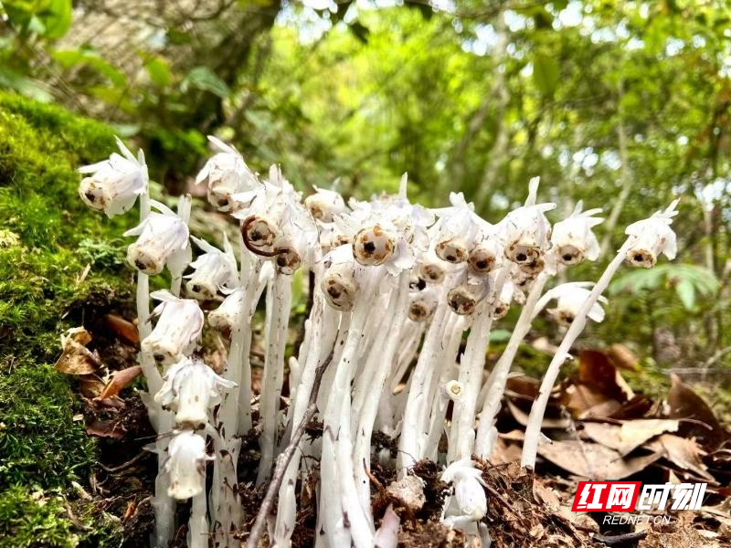 桂东县发现"冥界之花"——水晶兰
