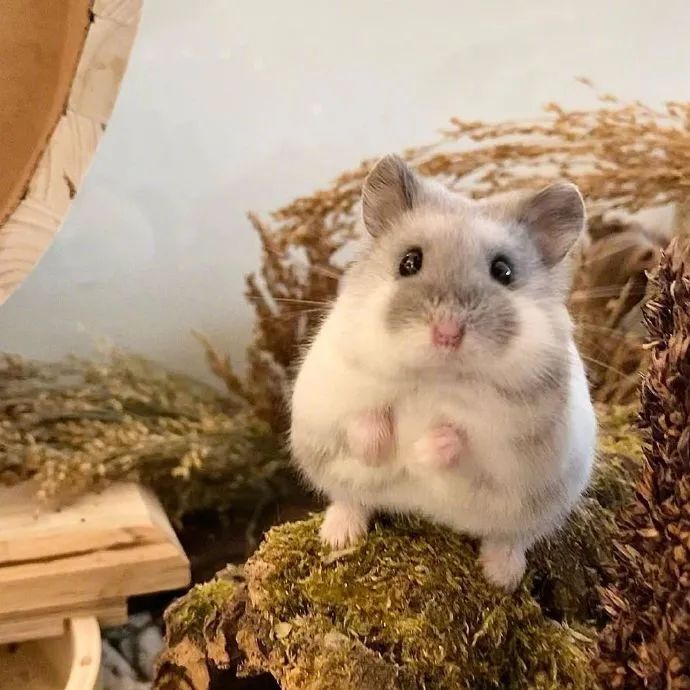 三峡电力职业技术学院可以养仓鼠吗？