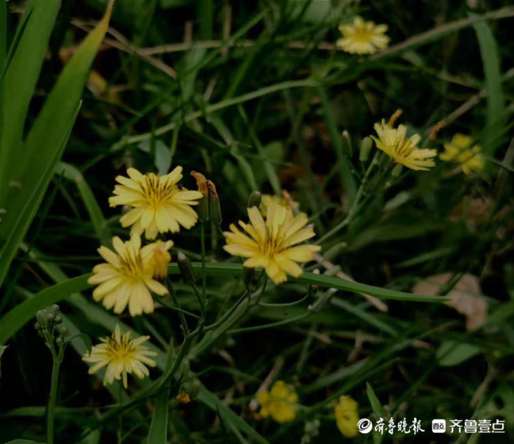 苦菜开花了小黄花还挺好看