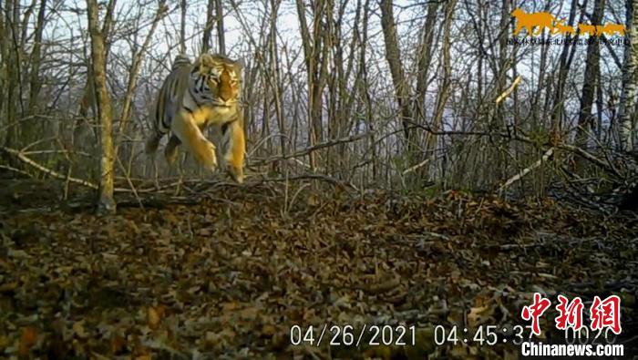 中国罕见拍到野生东北虎捕猎视频 专家:不惊扰才能更好保护
