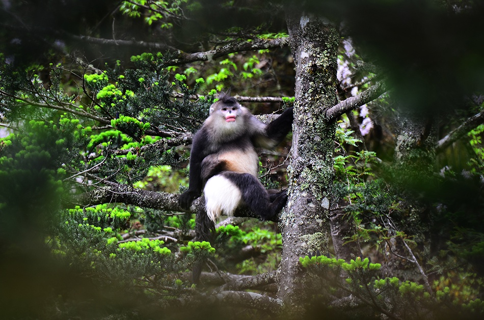 滇金丝猴是海拔分布最高的灵长类动物之一，被列为中国Ⅰ级重点保护野生动物。 张志云 摄