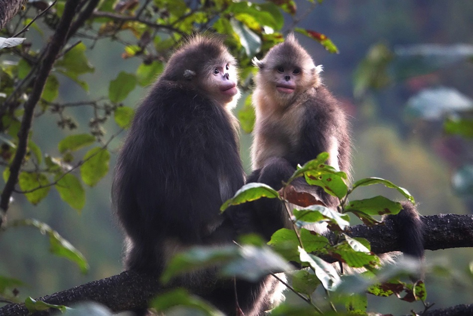 滇金丝猴仅分布在我国西南山地南缘的云岭山脉，即金沙江与澜沧江之间的狭长区域。