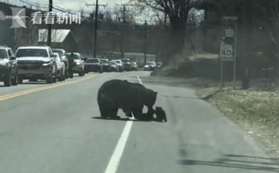 熊妈妈带4个宝宝过马路 结果被“熊孩子”整崩溃休闲区蓝鸢梦想 - Www.slyday.coM 熊妈妈带4个宝宝过马路 结果被“熊孩子”整崩溃休闲区蓝鸢梦想 - Www.slyday.coM