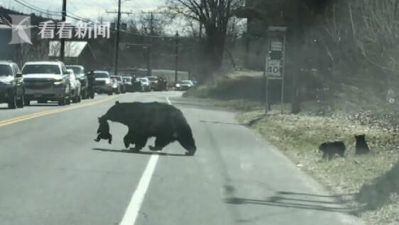 熊妈妈带4个宝宝过马路 结果被“熊孩子”整崩溃休闲区蓝鸢梦想 - Www.slyday.coM 熊妈妈带4个宝宝过马路 结果被“熊孩子”整崩溃休闲区蓝鸢梦想 - Www.slyday.coM