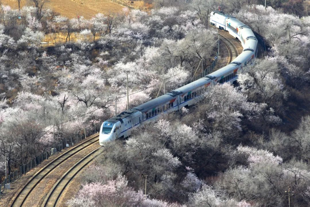 北京居庸关长城脚下,s2线列车穿越芬芳花海,驶进春天,被称为春天"最美