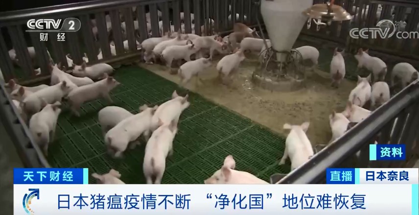 确认!时隔60年,日本奈良再现猪瘟!日本痛失一个“金字招牌”休闲区蓝鸢梦想 - Www.slyday.coM 确认!时隔60年,日本奈良再现猪瘟!日本痛失一个“金字招牌”休闲区蓝鸢梦想 - Www.slyday.coM