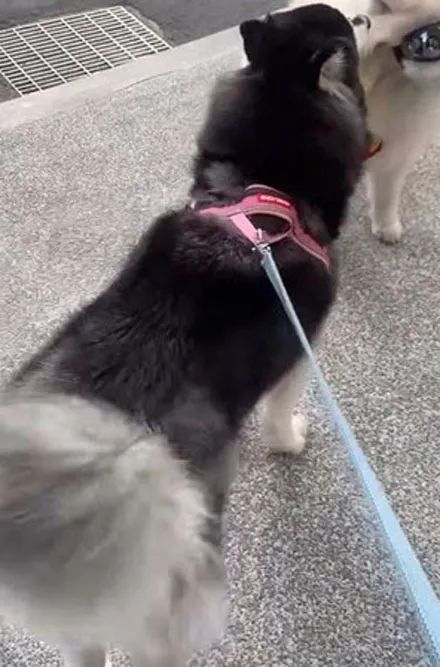 主人送阿拉斯加去剪毛,跟美容师说要大修,剪好后就剩一颗球了!休闲区蓝鸢梦想 - Www.slyday.coM 主人送阿拉斯加去剪毛,跟美容师说要大修,剪好后就剩一颗球了!休闲区蓝鸢梦想 - Www.slyday.coM