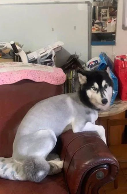 主人送阿拉斯加去剪毛,跟美容师说要大修,剪好后就剩一颗球了!休闲区蓝鸢梦想 - Www.slyday.coM 主人送阿拉斯加去剪毛,跟美容师说要大修,剪好后就剩一颗球了!休闲区蓝鸢梦想 - Www.slyday.coM