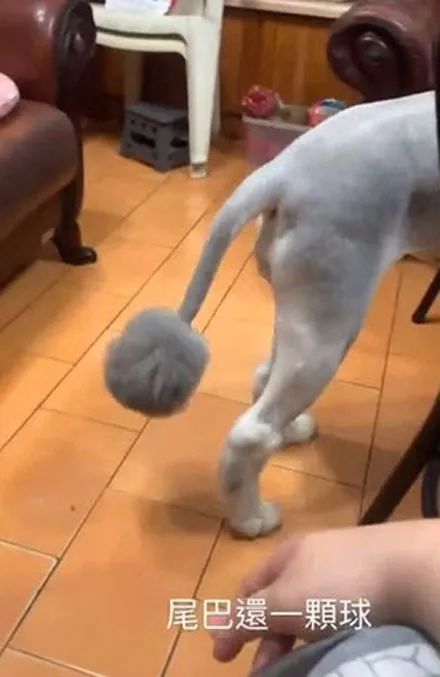 主人送阿拉斯加去剪毛,跟美容师说要大修,剪好后就剩一颗球了!休闲区蓝鸢梦想 - Www.slyday.coM 主人送阿拉斯加去剪毛,跟美容师说要大修,剪好后就剩一颗球了!休闲区蓝鸢梦想 - Www.slyday.coM