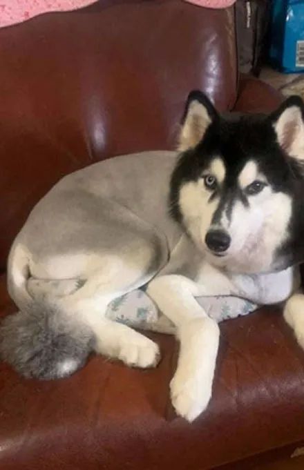 主人送阿拉斯加去剪毛,跟美容师说要大修,剪好后就剩一颗球了!休闲区蓝鸢梦想 - Www.slyday.coM 主人送阿拉斯加去剪毛,跟美容师说要大修,剪好后就剩一颗球了!休闲区蓝鸢梦想 - Www.slyday.coM