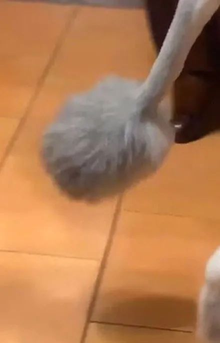 主人送阿拉斯加去剪毛,跟美容师说要大修,剪好后就剩一颗球了!休闲区蓝鸢梦想 - Www.slyday.coM 主人送阿拉斯加去剪毛,跟美容师说要大修,剪好后就剩一颗球了!休闲区蓝鸢梦想 - Www.slyday.coM