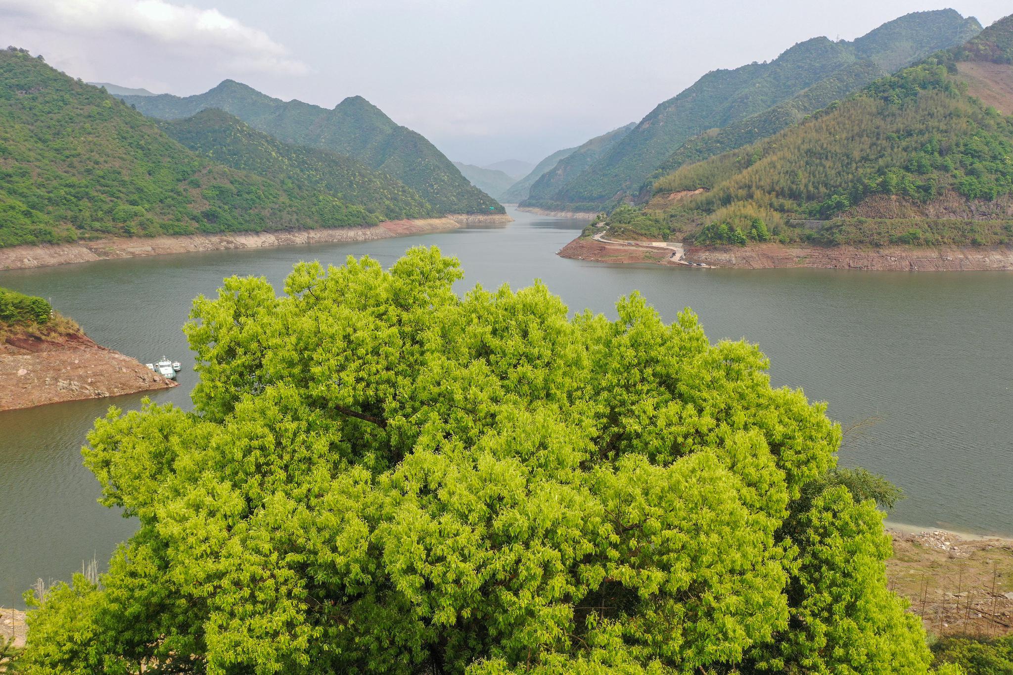 景宁:两岸青山巍巍秀 千峡湖畔绿盎然