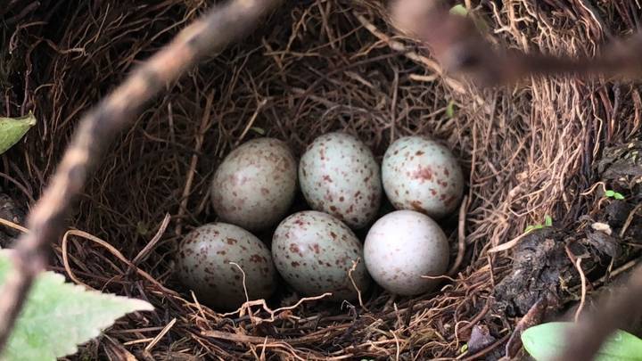 鸟窝里的6枚鸟蛋