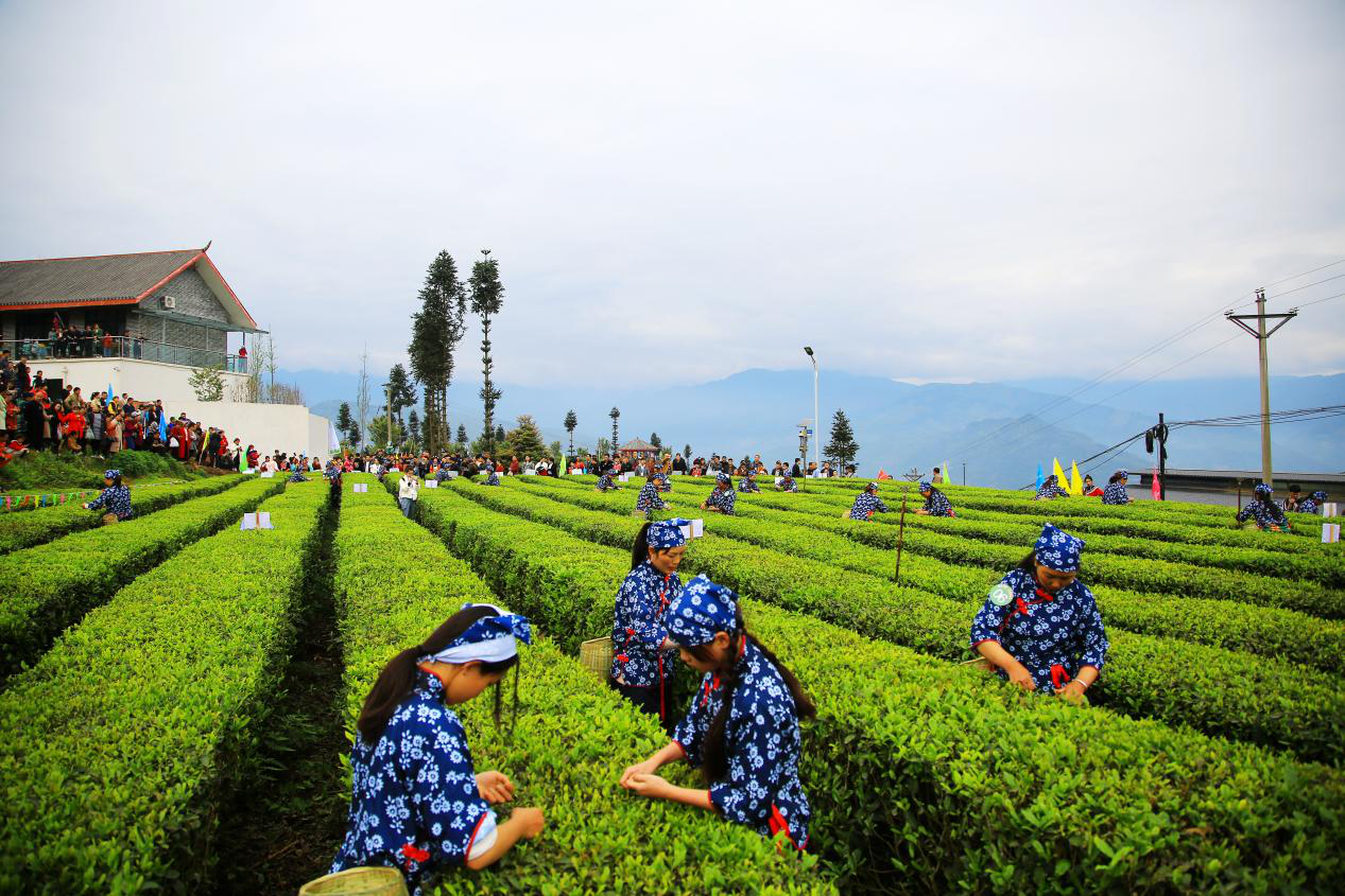 2021中国乐山·马边第四届小凉山采茶节启幕