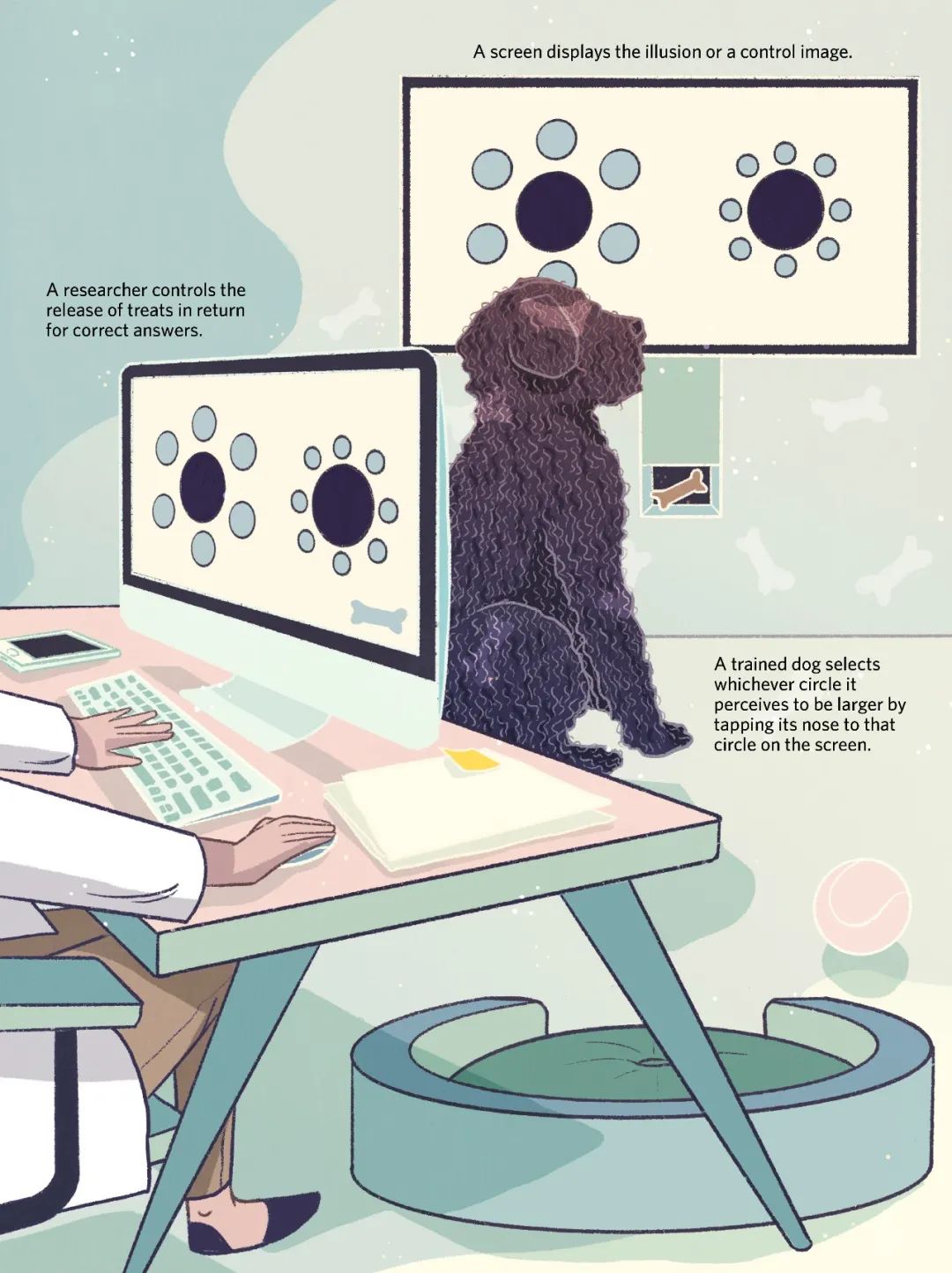 　　在2016年，萨拉·比索耶和她在澳大利亚拉筹伯大学的同事发表了一项实验，其中使用了上图中的装置。他们训练狗狗选择看上去更大的黑圆，并发现这些狗狗都一致选择了被较大的蓝圆环绕的黑圆。这个效果与在人类身上看到的恰恰相反，说明狗和人的视觉感知可能在这个错觉的某些方面存在差异。