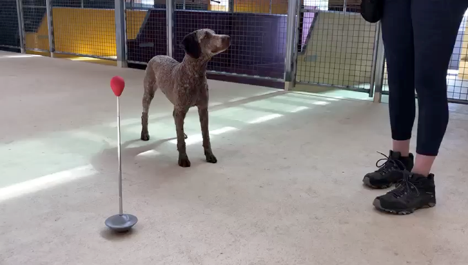 　作为训练狗狗与视错觉互动的第一步，研究者需要让它们将“用鼻子触碰一个物体（这个实验中用的是棍子上的红色小球）”与“奖励”关联起来。
