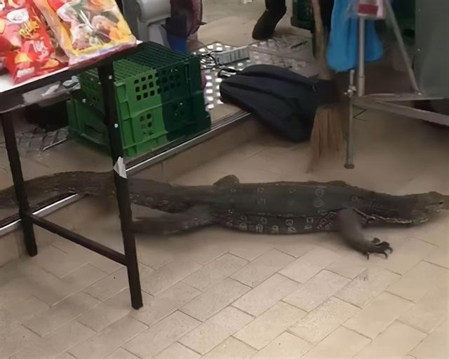 泰国1.8米蜥蜴爬上超市货架找食物,把牛奶丢得满地,众人尖叫