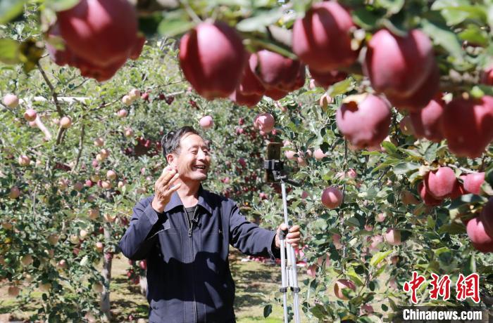 图为陇南市礼县“新农人”利用手机直播自家果园苹果。(资料图) 李旭春 摄