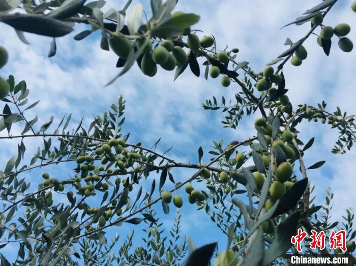 图为陇南市武都区油橄榄果,果粒饱满压弯枝头。 (资料图) 樊翔 摄
