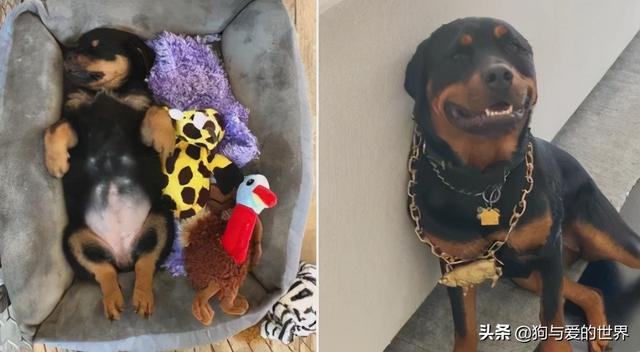 全网发起“复刻狗狗老照片挑战”,结果大家笑着笑着就哭了…休闲区蓝鸢梦想 - Www.slyday.coM 全网发起“复刻狗狗老照片挑战”,结果大家笑着笑着就哭了…休闲区蓝鸢梦想 - Www.slyday.coM