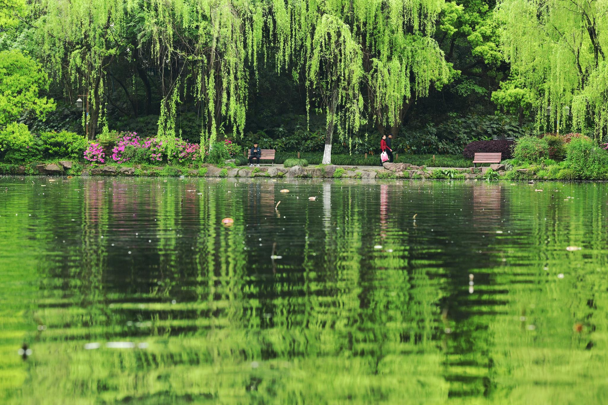西湖风景|摄影|风光|____寻____ - 原创作品 - 站酷 (ZCOOL)