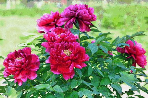 济南泉城公园牡丹花竞相开放,游