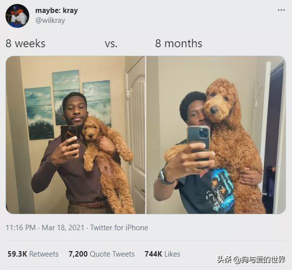 全网发起“复刻狗狗老照片挑战”,结果大家笑着笑着就哭了…休闲区蓝鸢梦想 - Www.slyday.coM 全网发起“复刻狗狗老照片挑战”,结果大家笑着笑着就哭了…休闲区蓝鸢梦想 - Www.slyday.coM