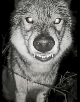 全网发起“复刻狗狗老照片挑战”,结果大家笑着笑着就哭了…休闲区蓝鸢梦想 - Www.slyday.coM 全网发起“复刻狗狗老照片挑战”,结果大家笑着笑着就哭了…休闲区蓝鸢梦想 - Www.slyday.coM