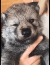 全网发起“复刻狗狗老照片挑战”,结果大家笑着笑着就哭了…休闲区蓝鸢梦想 - Www.slyday.coM 全网发起“复刻狗狗老照片挑战”,结果大家笑着笑着就哭了…休闲区蓝鸢梦想 - Www.slyday.coM