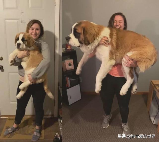 全网发起“复刻狗狗老照片挑战”,结果大家笑着笑着就哭了…休闲区蓝鸢梦想 - Www.slyday.coM 全网发起“复刻狗狗老照片挑战”,结果大家笑着笑着就哭了…休闲区蓝鸢梦想 - Www.slyday.coM