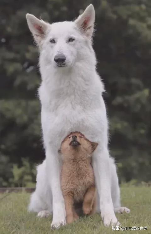 全网发起“复刻狗狗老照片挑战”,结果大家笑着笑着就哭了…休闲区蓝鸢梦想 - Www.slyday.coM 全网发起“复刻狗狗老照片挑战”,结果大家笑着笑着就哭了…休闲区蓝鸢梦想 - Www.slyday.coM