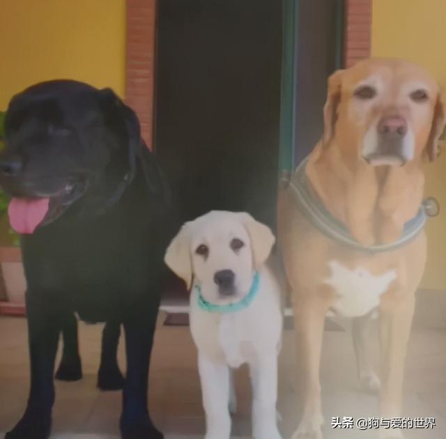 全网发起“复刻狗狗老照片挑战”,结果大家笑着笑着就哭了…休闲区蓝鸢梦想 - Www.slyday.coM 全网发起“复刻狗狗老照片挑战”,结果大家笑着笑着就哭了…休闲区蓝鸢梦想 - Www.slyday.coM