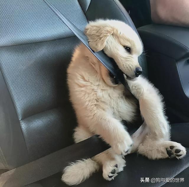 全网发起“复刻狗狗老照片挑战”,结果大家笑着笑着就哭了…休闲区蓝鸢梦想 - Www.slyday.coM 全网发起“复刻狗狗老照片挑战”,结果大家笑着笑着就哭了…休闲区蓝鸢梦想 - Www.slyday.coM