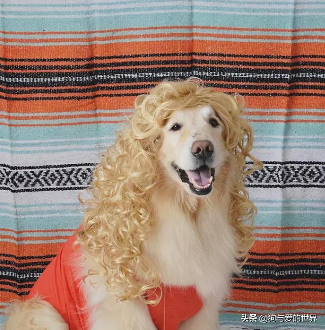 全网发起“复刻狗狗老照片挑战”,结果大家笑着笑着就哭了…休闲区蓝鸢梦想 - Www.slyday.coM 全网发起“复刻狗狗老照片挑战”,结果大家笑着笑着就哭了…休闲区蓝鸢梦想 - Www.slyday.coM