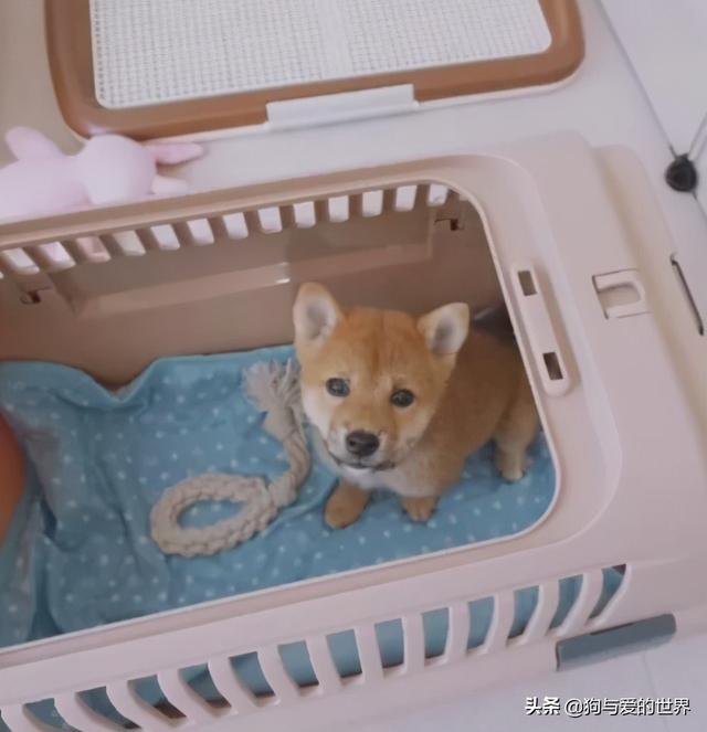 全网发起“复刻狗狗老照片挑战”,结果大家笑着笑着就哭了…休闲区蓝鸢梦想 - Www.slyday.coM 全网发起“复刻狗狗老照片挑战”,结果大家笑着笑着就哭了…休闲区蓝鸢梦想 - Www.slyday.coM