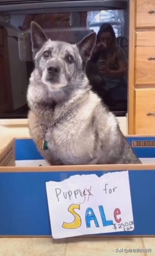 全网发起“复刻狗狗老照片挑战”,结果大家笑着笑着就哭了…休闲区蓝鸢梦想 - Www.slyday.coM 全网发起“复刻狗狗老照片挑战”,结果大家笑着笑着就哭了…休闲区蓝鸢梦想 - Www.slyday.coM