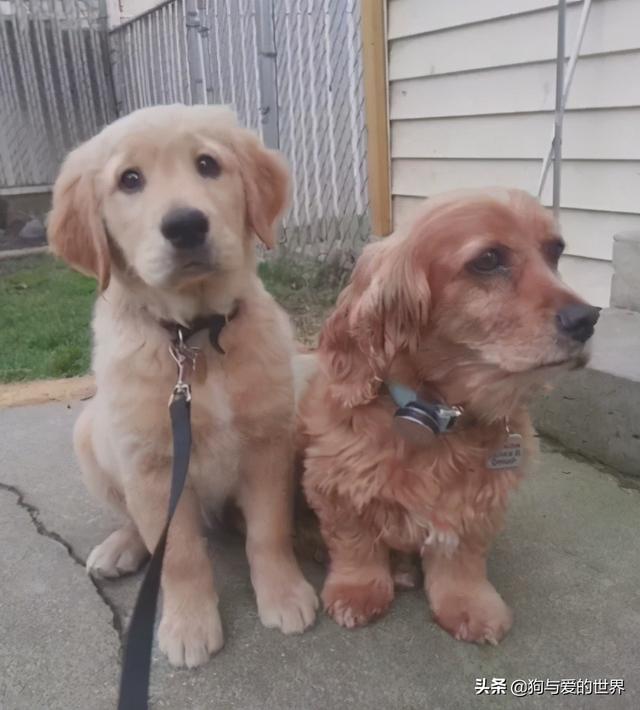 全网发起“复刻狗狗老照片挑战”,结果大家笑着笑着就哭了…休闲区蓝鸢梦想 - Www.slyday.coM 全网发起“复刻狗狗老照片挑战”,结果大家笑着笑着就哭了…休闲区蓝鸢梦想 - Www.slyday.coM