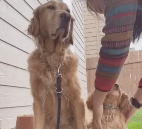 全网发起“复刻狗狗老照片挑战”,结果大家笑着笑着就哭了…休闲区蓝鸢梦想 - Www.slyday.coM 全网发起“复刻狗狗老照片挑战”,结果大家笑着笑着就哭了…休闲区蓝鸢梦想 - Www.slyday.coM