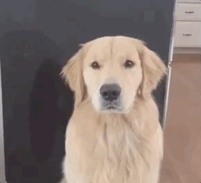 全网发起“复刻狗狗老照片挑战”,结果大家笑着笑着就哭了…休闲区蓝鸢梦想 - Www.slyday.coM 全网发起“复刻狗狗老照片挑战”,结果大家笑着笑着就哭了…休闲区蓝鸢梦想 - Www.slyday.coM