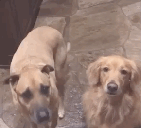 全网发起“复刻狗狗老照片挑战”,结果大家笑着笑着就哭了…休闲区蓝鸢梦想 - Www.slyday.coM 全网发起“复刻狗狗老照片挑战”,结果大家笑着笑着就哭了…休闲区蓝鸢梦想 - Www.slyday.coM