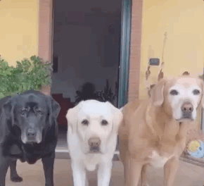 全网发起“复刻狗狗老照片挑战”,结果大家笑着笑着就哭了…休闲区蓝鸢梦想 - Www.slyday.coM 全网发起“复刻狗狗老照片挑战”,结果大家笑着笑着就哭了…休闲区蓝鸢梦想 - Www.slyday.coM