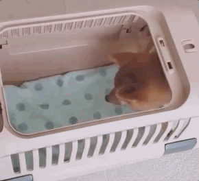 全网发起“复刻狗狗老照片挑战”,结果大家笑着笑着就哭了…休闲区蓝鸢梦想 - Www.slyday.coM 全网发起“复刻狗狗老照片挑战”,结果大家笑着笑着就哭了…休闲区蓝鸢梦想 - Www.slyday.coM