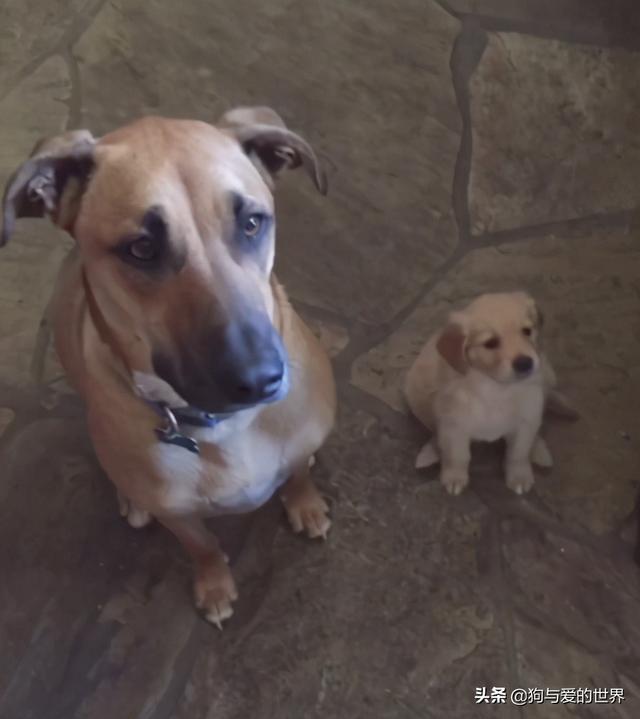 全网发起“复刻狗狗老照片挑战”,结果大家笑着笑着就哭了…休闲区蓝鸢梦想 - Www.slyday.coM 全网发起“复刻狗狗老照片挑战”,结果大家笑着笑着就哭了…休闲区蓝鸢梦想 - Www.slyday.coM