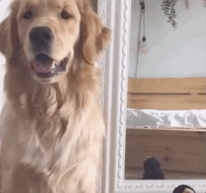 全网发起“复刻狗狗老照片挑战”,结果大家笑着笑着就哭了…休闲区蓝鸢梦想 - Www.slyday.coM 全网发起“复刻狗狗老照片挑战”,结果大家笑着笑着就哭了…休闲区蓝鸢梦想 - Www.slyday.coM