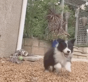 全网发起“复刻狗狗老照片挑战”,结果大家笑着笑着就哭了…休闲区蓝鸢梦想 - Www.slyday.coM 全网发起“复刻狗狗老照片挑战”,结果大家笑着笑着就哭了…休闲区蓝鸢梦想 - Www.slyday.coM